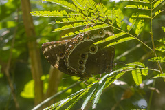 Morpho helenor achillaena