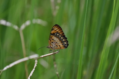 Byblia anvatara