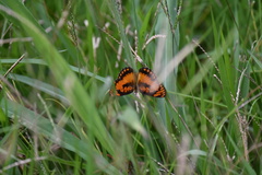 Byblia anvatara