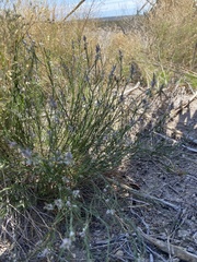 Polygala scoparioides