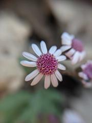 Senecio varicosus