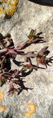Euphorbia maresii