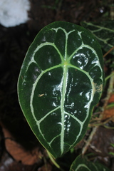 Anthurium forgetii