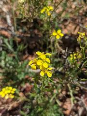 Diplotaxis ibicensis