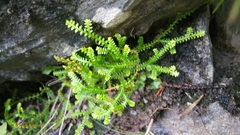 Selaginella helvetica