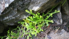 Selaginella helvetica