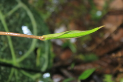 Anthurium forgetii