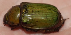 Chrysina lecontei