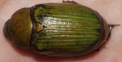 Chrysina lecontei