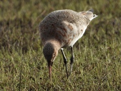 Limosa limosa