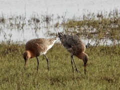 Limosa limosa