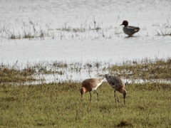 Limosa limosa