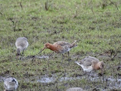 Limosa limosa