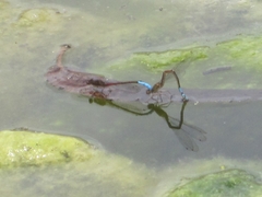 Oxyallagma dissidens