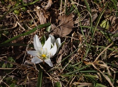 Ornithogalum refractum