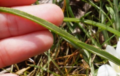 Ornithogalum refractum
