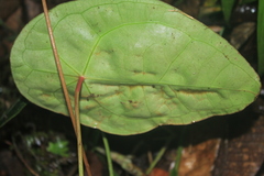 Anthurium forgetii