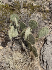 Opuntia arizonica