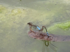 Oxyallagma dissidens