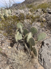 Opuntia arizonica