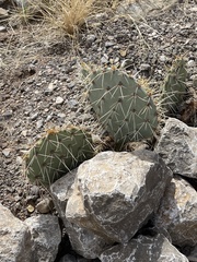 Opuntia arizonica