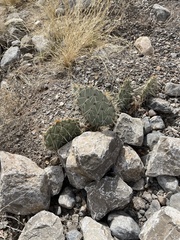 Opuntia arizonica