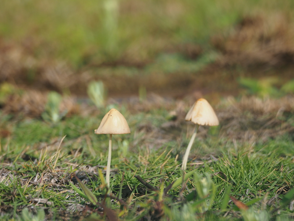 Conocybe apala · March 2021 · photo: © leaf0605 (iNaturalist, cc0)