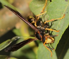 Polistes comanchus navajoe