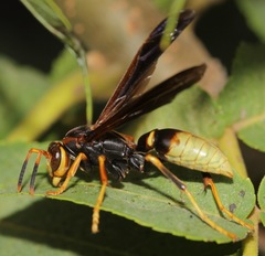 Polistes comanchus navajoe