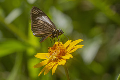 Heliopetes ochroleuca