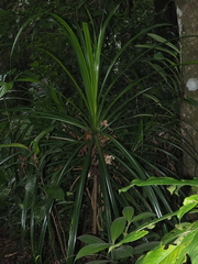 Pandanaceae