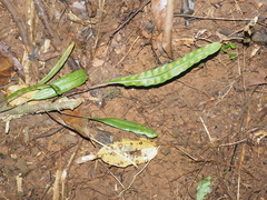 Lecanopteris sinuosa