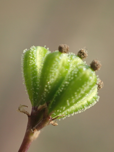 Boerhavia diffusa