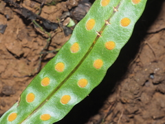 Lecanopteris sinuosa