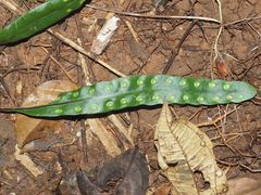 Lecanopteris sinuosa
