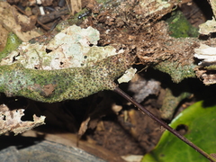 Lecanopteris sinuosa