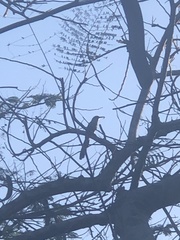 Coccyzus longirostris