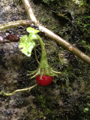 Lycianthes