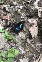 Archaeoprepona demophoon