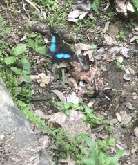 Archaeoprepona demophoon