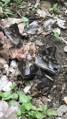 Archaeoprepona demophoon