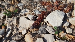 Petrosedum ochroleucum