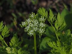 Cnidium monnieri formosanum