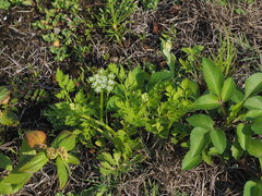 Cnidium monnieri formosanum