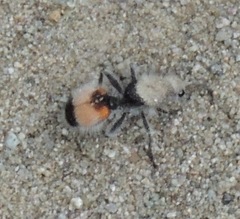 Dasymutilla chionothrix