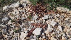 Petrosedum ochroleucum