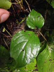 Lycianthes