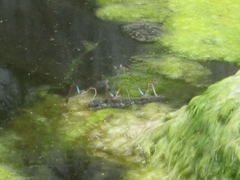 Oxyallagma dissidens