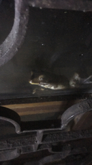 Polypedates cruciger