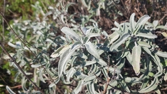Salvia officinalis